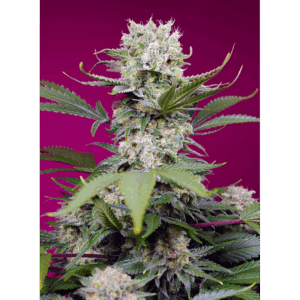 Auto Sweet Mandarine Zkittlez XL