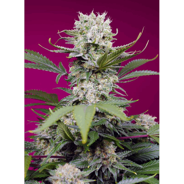 Auto Sweet Mandarine Zkittlez XL
