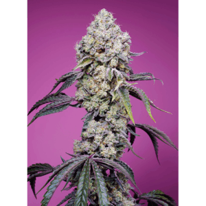 Sweet Mandarine Zkittlez Fast Version Fem