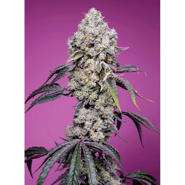 Sweet Mandarine Zkittlez Fast Version Fem