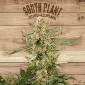 South Plant