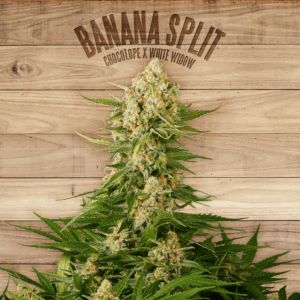 Banana Split