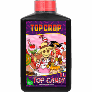 Top Crop Top Candy