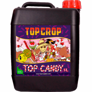 Top Crop Top Candy