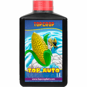 Top Crop Top Auto
