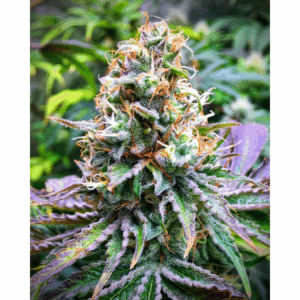 Strawnana x Larry OG Fem