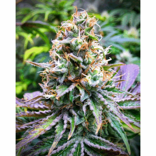 Strawnana x Larry OG Fem