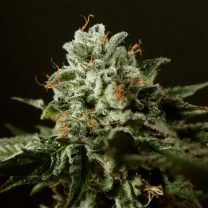 Purple Punch x Larry OG Fem