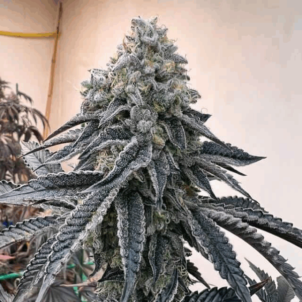 Strawnana Mints Fem