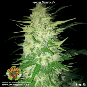 Northern light Auto
