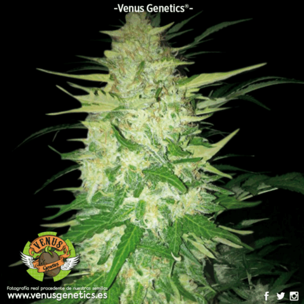 Northern light Auto