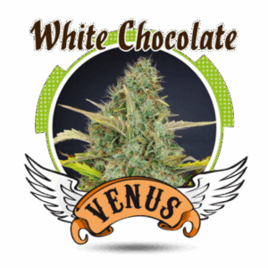 White Chocolate Fem.