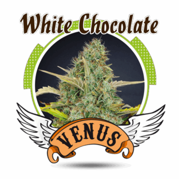White Chocolate Fem.