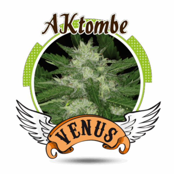 AKtombe Fem