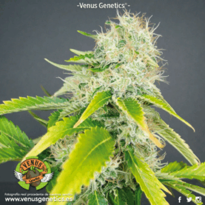 Super Haze Fem.