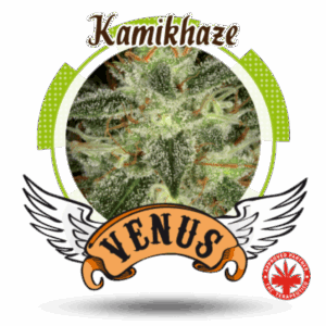 Kamikhaze Fem.
