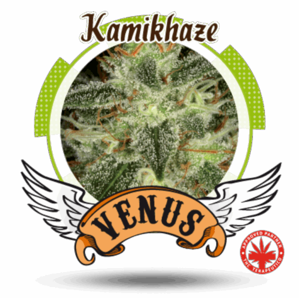 Kamikhaze Fem.