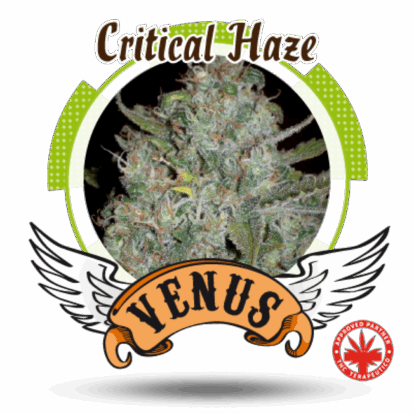 Critical Haze Fem