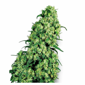 Skunk #1 Fem.