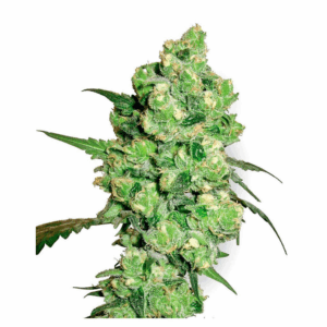 Super Skunk Fem.