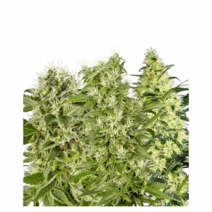 Female Mix Fem.