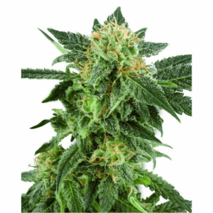 Snow Ryder Auto