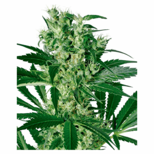 X-Haze Fem