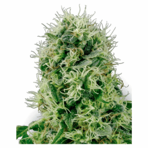 Pure Power Plant Fem