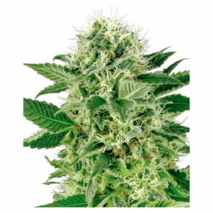 Northern Lights Fem