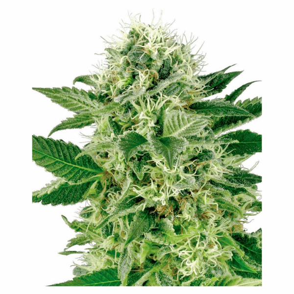 Northern Lights Fem