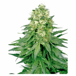 White Widow Fem