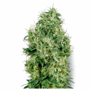 White Gold Fem