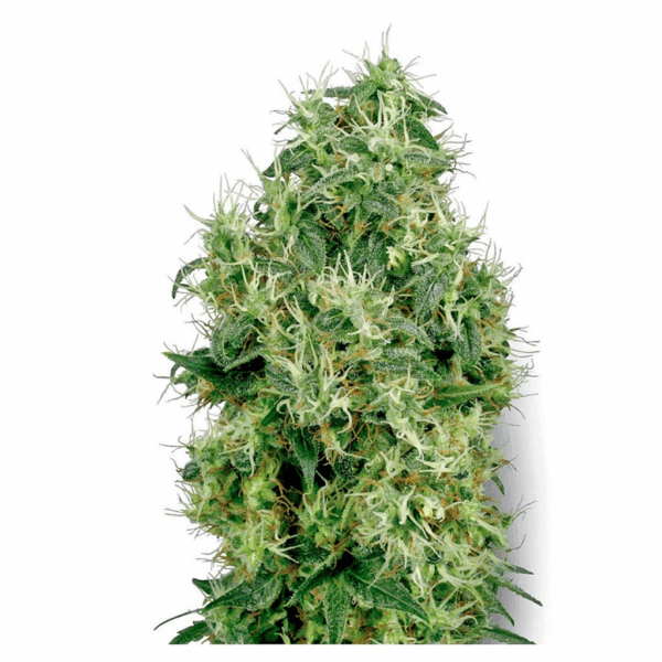 White Gold Fem