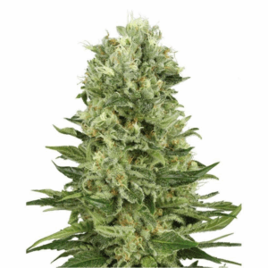 Skunk #1 Auto