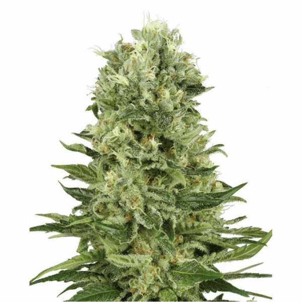 Skunk #1 Auto