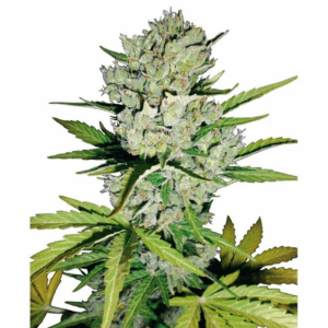 Super Skunk Auto