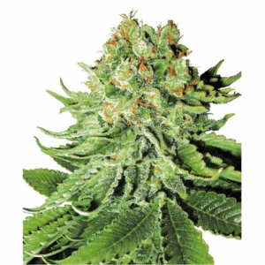 Northern Lights Auto