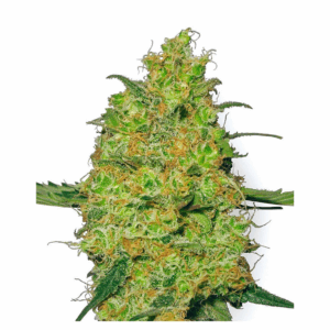 Master Kush Fem