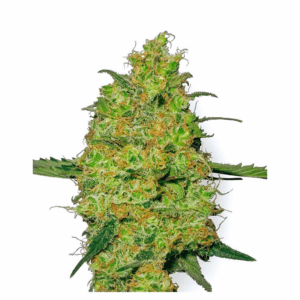 Master Kush 10Und. Reg.