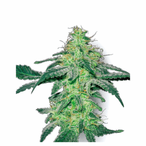 White Skunk 10Und Reg.