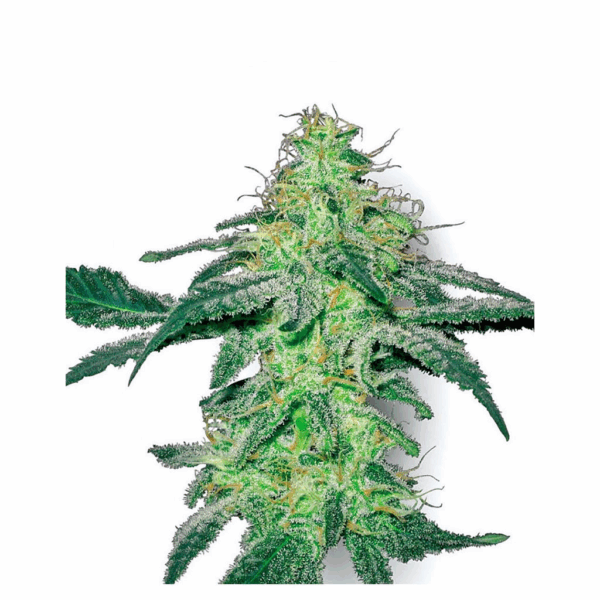White Skunk 10Und Reg.