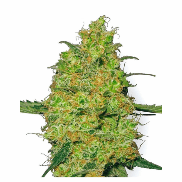 Afghan Kush 10Und Reg.