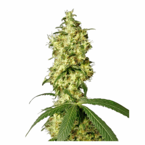 White Widow Auto