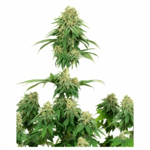 Girl Scout Cookies Fem