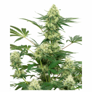 Wedding Cheesecake Fem