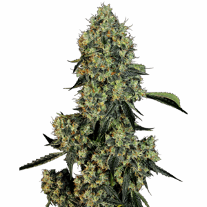 OG Kush Fem