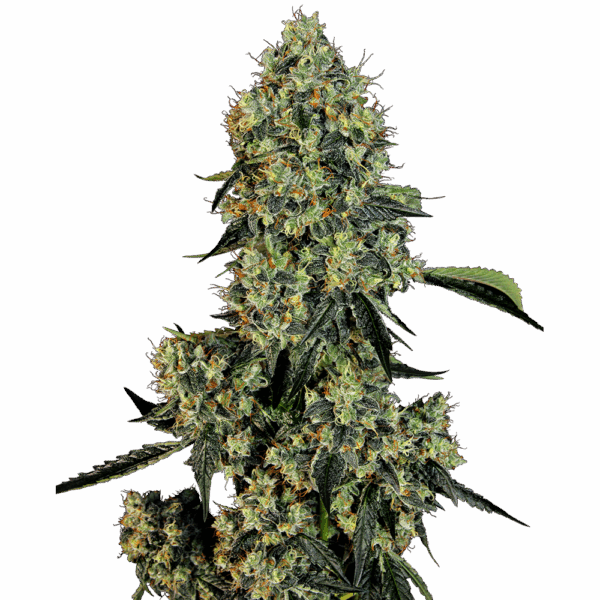 OG Kush Fem