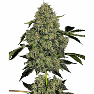 OG Kush Auto