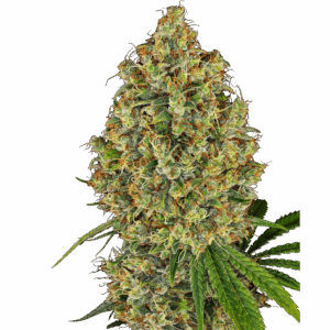 AK 420 Fem
