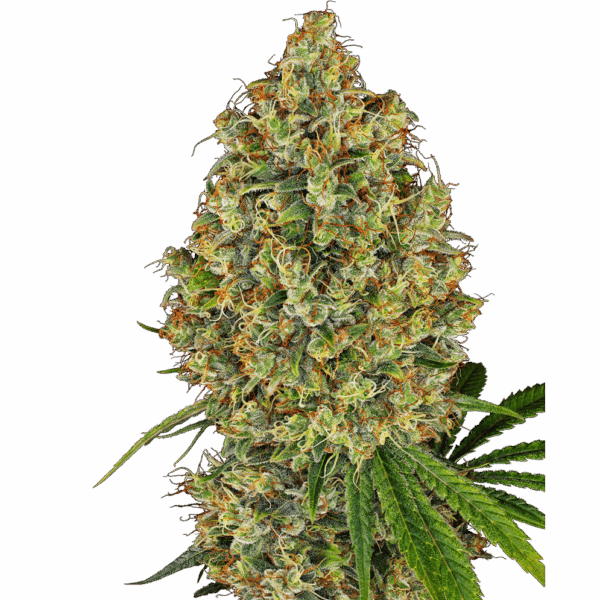 AK 420 Fem
